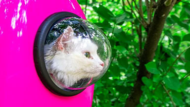 Kinsmarket.com, The 5 Best Cat Backpacks You Deserve The 5 Best Cat Backpacks You Deserve